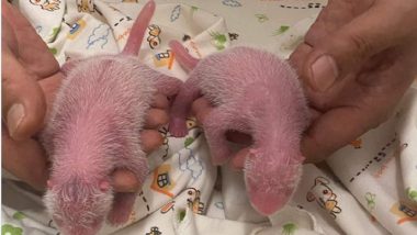 Hong Kong’s 19-Year-Old Giant Panda Ying Ying Gives Birth to Twins at Ocean Park, Becomes World’s Oldest First-Time Panda Mom (See Pics and Video)