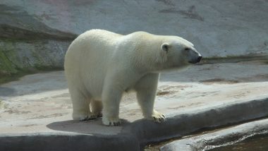 Iceland: Polar Bear Shot Dead Amid Panic After It Makes Rare Appearance in Island Nation After 8 Years