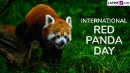 International Red Panda Day 2024 Date and Significance: Here’s What You Should Know About the Day That Highlights the Need To Protect the Endangered Red Pandas