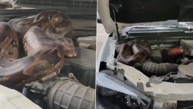 Uttar Pradesh: Massive Python Rescued From Car Bonnet in Prayagraj, Video Goes Viral