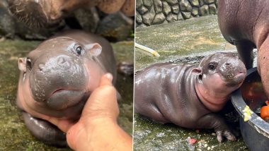 ‘Bouncy Pig’: Moo Deng, 2-Month-Old Baby Pygmy Hippo at Thailand’s Khao Kheow Zoo Becomes Internet Sensation (See Pics and Videos)