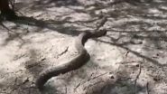 Python Spotted in Noida’s Uncha Village, Safely Rescued and Released by Forest Officials (Watch Videos)