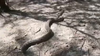 Python Spotted at Uncha Village in UP’s Noida, Video Shows Huge Snake Slithering on Ground