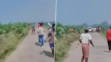 Tiger Attack in Pilibhit: Villager Suffers Severe Injuries After Big Cat Attacks While He Defecates in Bushes in Nagarikata (Watch  Video)