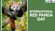 International Red Panda Day 2024 Images and HD Wallpapers: Cute Red Panda Pictures, Viral Videos and GIFs To Raise Awareness on Conservation of Red Pandas