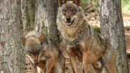 Wolf Scare in Bahraich: Wolves Allegedly Attack Elderly Woman in Uttar Pradesh’s Kowinpura Village; 8 Dead So Far as ‘Operation Bhediya’ Intensifies