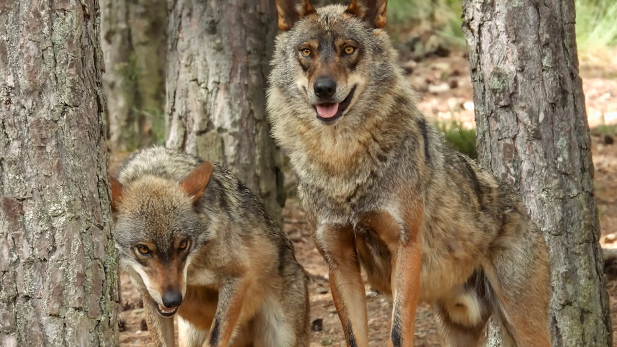 Wolf Scare in Bahraich: Directions Issued To Capture Man-Eating Wolves by All Means, Says Uttar Pradesh Forest Minister | LatestLY