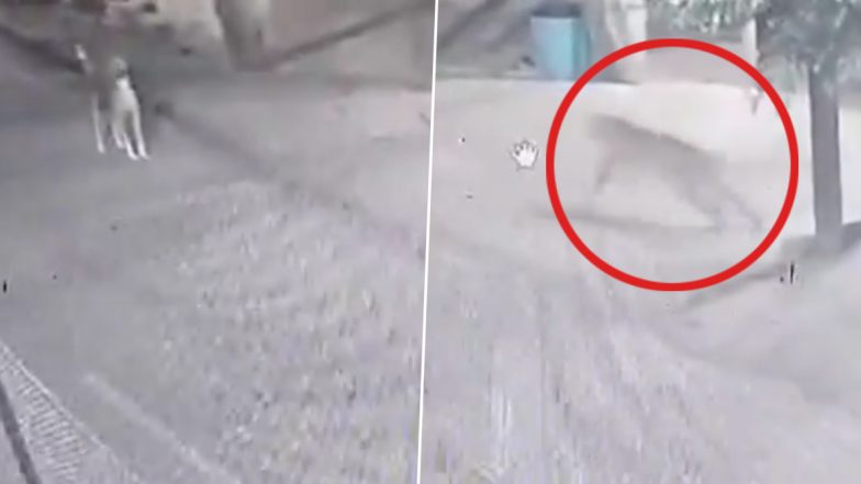 Leopard Spotted in Tirumala: Big Cat Chases Dogs Near Sri Varamettu, CCTV Footage Surfaces