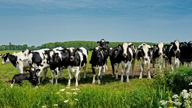 Madhya Pradesh: Speeding Truck Mows Down 16 Cows in Chhatarpur District; 2 Held