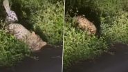 Leopard Spotted in Mumbai: Big Cat Seen Relaxing in Forest Area of Aarey Milk Colony, Video Surfaces