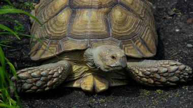 UK Shocker: Man in Anglesey Admits Possessing Extreme Porn Videos of Sex Acts on Tortoise, Police To Register Him as Sex Offender