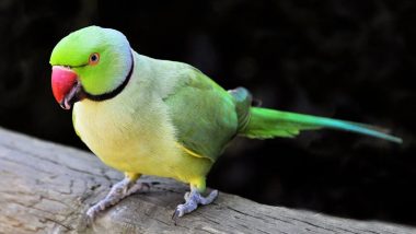 Parrot Undergoes Successful Tumour Surgery in Madhya Pradesh’s Satna, Veterinary Doctors Remove Nearly 20-GM Tumour To Save Pet Bird’s Life