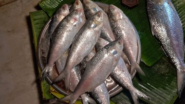 Bangladesh Revokes Hilsa Export Ban, Approves 3,000 Tonne Shipment to India Ahead of Durga Puja 2024