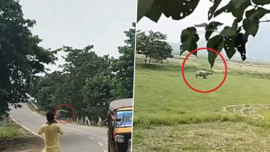 Rhino Attack in Assam: Biker Dies After Being Attacked by Rhino Near Pobitora Wildlife Sanctuary, Disturbing Video Surfaces