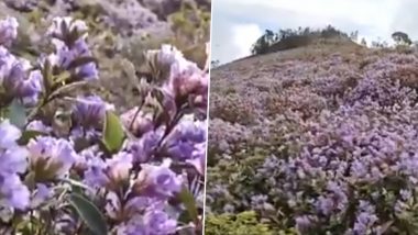 Neelakurinji Flowers Create Blanket of Purple Hues on the Nilgiri Hills in Tamil Nadu, Watch Video of Nature’s Wonder Blossoming After 12 Years