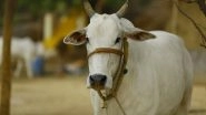 Animal Cruelty in Bengaluru: Miscreants Cut Off Udders of Three Cows in Karnataka, Case Registered
