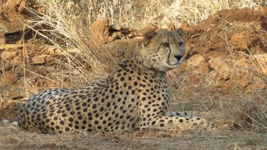 Project Cheetah: India Celebrates Two Years of Reintroduction Project With 24 Cheetahs, Including 12 Cubs