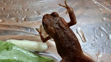 Live Toad Found in Waitrose Salad Bag, Rescued After Customer Complaint in England (See Pic)