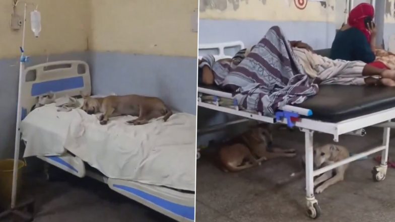 Uttar Pradesh: Stray Dog Found Sleeping in Hospital Bed at Bulandshahr Government Hospital, Video Goes Viral