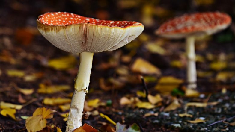 Man Chops Off Own Penis During Magic Mushroom-Induced Psychotic Episode