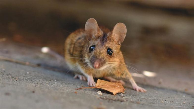 Scandinavian Airlines Flight From Oslo to Malaga Makes Emergency Landing After Live Mouse ‘Jumps’ out of Passenger’s In-Flight Meal