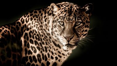 Boy Killed in Leopard Attack in Pune District