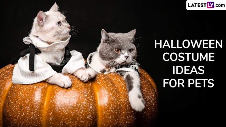 Halloween 2024 Costume Ideas for Pets: From Pumpkin To Bat, 5 Spooky Ideas To Dress Your Cats and Dogs To Celebrate the Festival (Watch Videos)