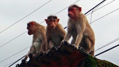 Baghpat: Monkey Attack Foils Attempted Rape of 6-Year-Old Girl in Uttar Pradesh, Manhunt Launched To Nab Accused