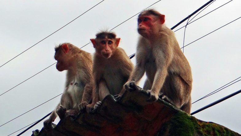 Baghpat: Monkey Attack Foils Attempted Rape of 6-Year-Old Girl in Uttar Pradesh, Manhunt Launched To Nab Accused