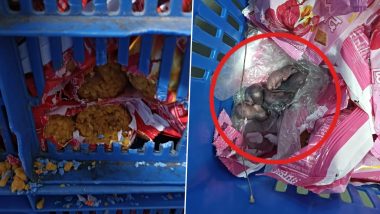 Mice on Prasad Packets: Amid Tirupati Laddus Row, Video Showing Mice in Crate of Prasad Packets of Siddhivinayak Ganapati Temple in Mumbai Goes Viral; Trust Denies Claims, Launch Probe