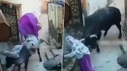 Bull Attacks Elderly Woman, Throws Her Several Metres Into Air; Disturbing Video Captured on CCTV