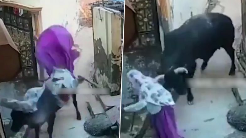 Bull Attacks Elderly Woman, Throws Her Several Metres Into Air; Disturbing Video Captured on CCTV