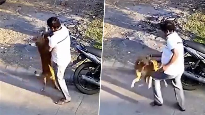 Dog Attack Video: Stray Dog Suddenly Attacks Man After Minute of Petting, Shocking Clip Surfaces