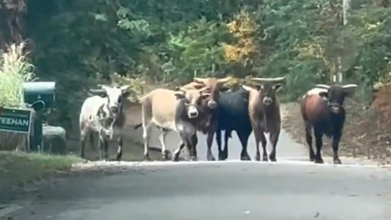 Massachusetts: Several Bulls Escape From Rodeo at Emerald Square Mall in North Attleboro, Videos Showing Animals Roaming in Neighbourhood Go Viral