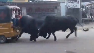 Bull Fight in Uttar Pradesh: Tempo Narrowly Escapes As Two Stray Bulls Lock Horns in Middle of Badaun Road, Video Goes Viral