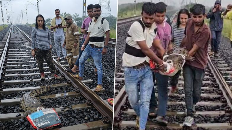 ‘An Example of Humanity’: Loco Pilot Halts Goods Train To Rescue Injured Crocodile on Railway Tracks in Gujarat, Western Railways Praises Act (See Pics)