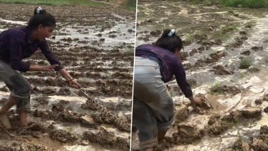 Young Woman Fearlessly Plays With Large Python While Watering Her Field, Viral Video of Tense Encounter Surfaces