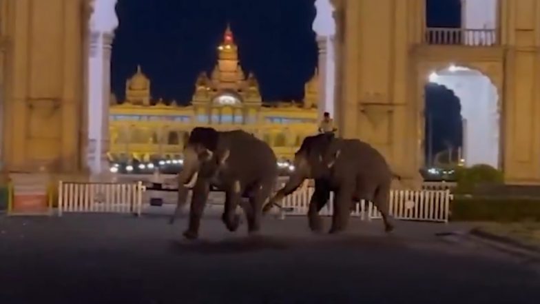 Karnataka: 2 Dasara Elephants Clash During Dinner, Run Out of Palace Grounds in Mysuru; Video Goes Viral