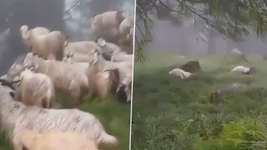 Lightning Strike Claims Lives of 30 Goats in Uttarkashi's Nuranu Forests; Officials Investigate Incident After Viral Video Surfaces