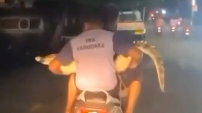 Crocodiles in Vadodara: 2 Forest Workers Take Rescued Crocodile to Department Office on Scooty, Video Goes Viral