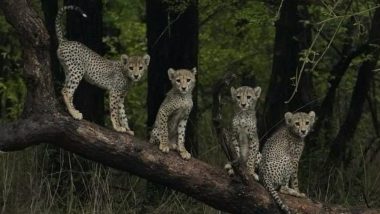 Cheetah in India: Photo of 4 Baby Cheetahs Sitting on a Tree Branch in Kuno National Park Goes Viral