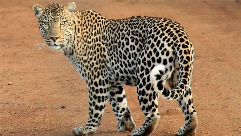 Leopard in Mumbai Video: Big Cat’s Casual Late-Night Walk Through Aarey Colony Caught on Camera