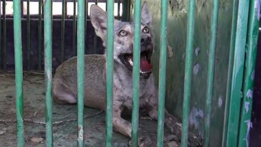 Wolf Attack in Bahraich: 11 Year-Old-Boy Allegedly Attacked by Wolf in Mohan Pipri Village, Search Continues for Sixth ‘Killer’ Wolf