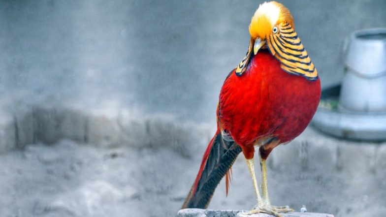 New Zealand: Voting Commences to Chose 2024 Bird of the Year, an Event To Raise Awareness About Protection of Native Birds