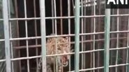 India News | Uttar Pradesh: Leopard Rescued by Forest Department in Rampur