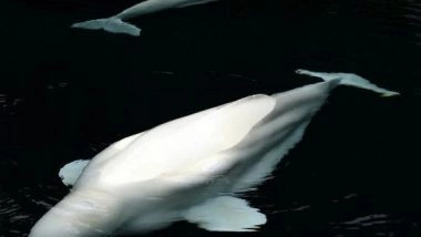 World News | 'Russian Spy' Whale Nicknamed Hvaldimir Found Dead in Norway