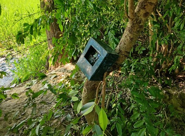 India News | Snap Cameras Installed at Probable Habitats of Wolves by Forest Department in Baharich