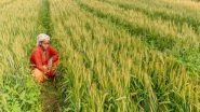 Business News | Kharif Area Registers 2.2 Pc Increase with Sowing Period Nearing End