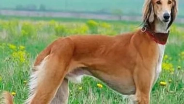 World News | Kazakhstan: International Canine Federation Recognises Kazakh Tazy as Official Dog Breed