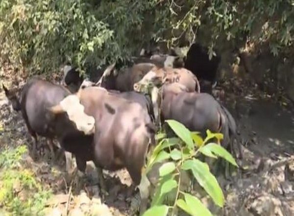 India News | Presence of Mithun Recorded in Dima Hasao: Assam CM Praises Forest Department for Conservation Success